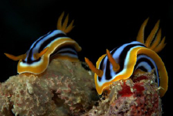 Pyjama slugs on Elpinstone reef, Egypt. by Dray Van Beeck 